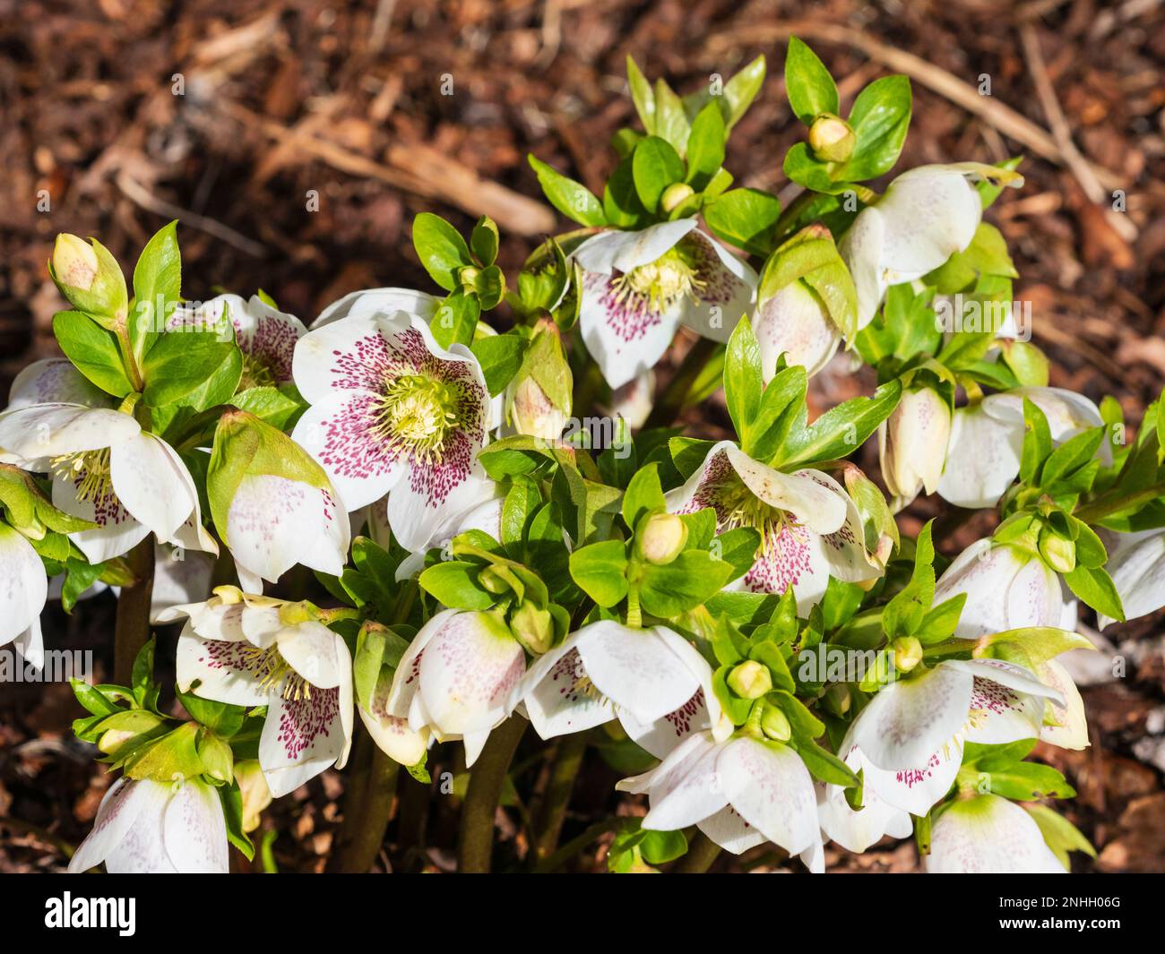 Rosa gefleckte weiße Februar-Blumen der Winterblüte harter Helleborus x Hybridus „Spring Promise Series“ Stockfoto