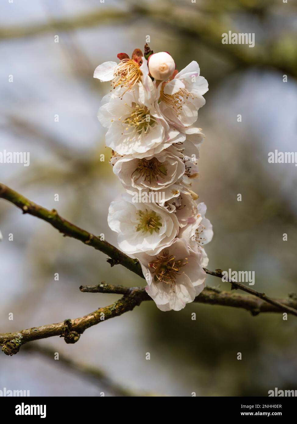 Spätwinter halbweiße Blüten der japanischen blühenden Aprikose, Prunus mume „Omoi-no-mama“ Stockfoto