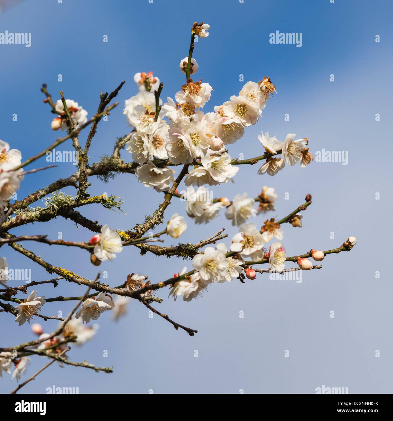 Spätwinter halbweiße Blüten der japanischen blühenden Aprikose, Prunus mume „Omoi-no-mama“ Stockfoto