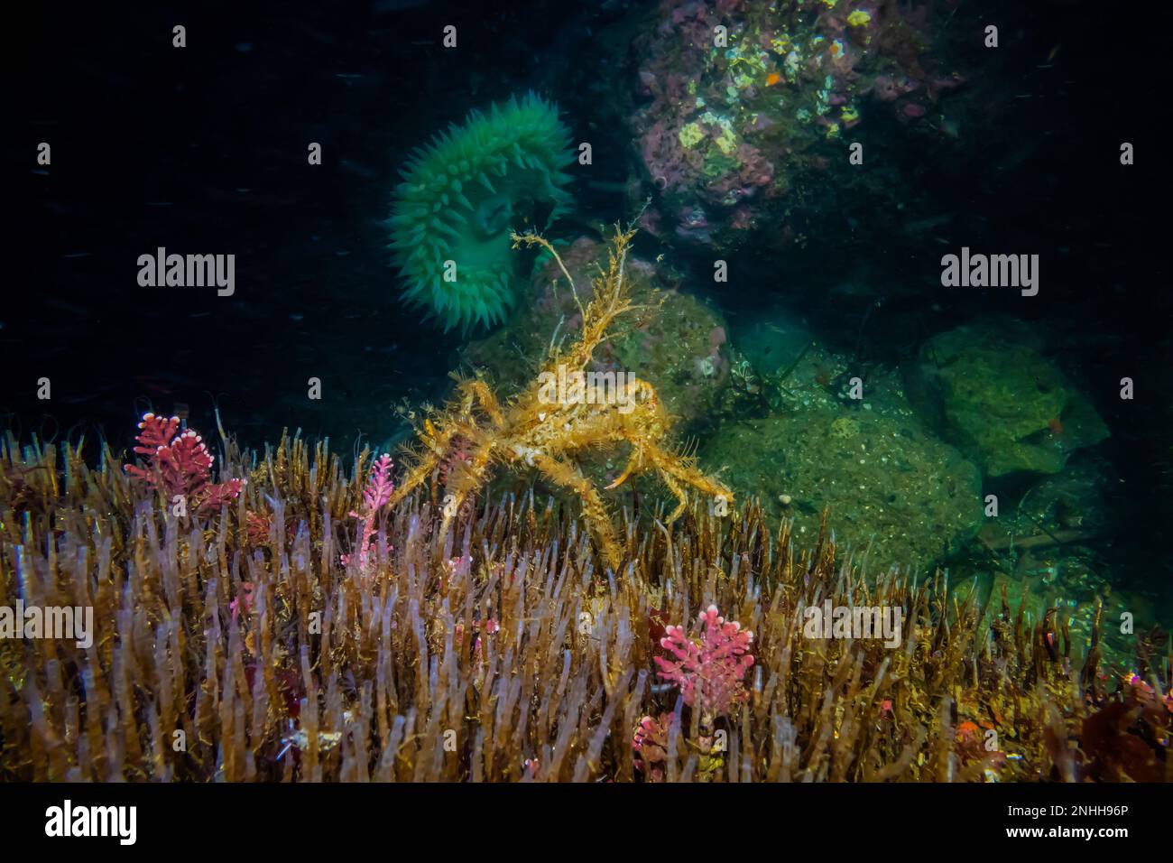 Der elegante Dekorator Crab, Oregonia gracilis, bindet andere Organismen als Tarnung an sein Panzer am Point of Arches im Olympic-Nationalpark Washi Stockfoto