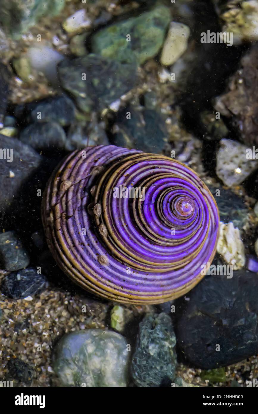 Blue Top Snail, Calliostoma Ligatum, im Gezeitenbecken am Point of Arches im Olympic National Park, Washington State, USA Stockfoto