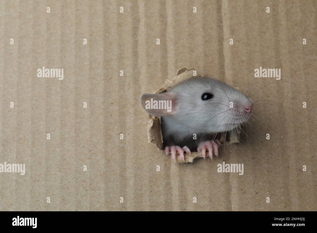 Süße Ratte, die durch ein Loch in einem Papptuch schaut. Platz für Text Stockfoto