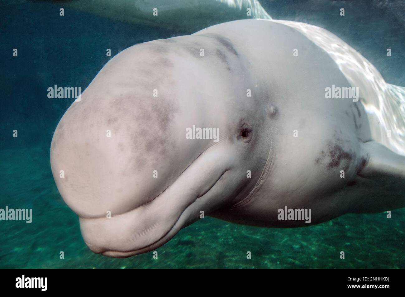 beluga-Wal unter Wasser, 45 Grad, Nahaufnahme der Kamera (gefangen) Stockfoto