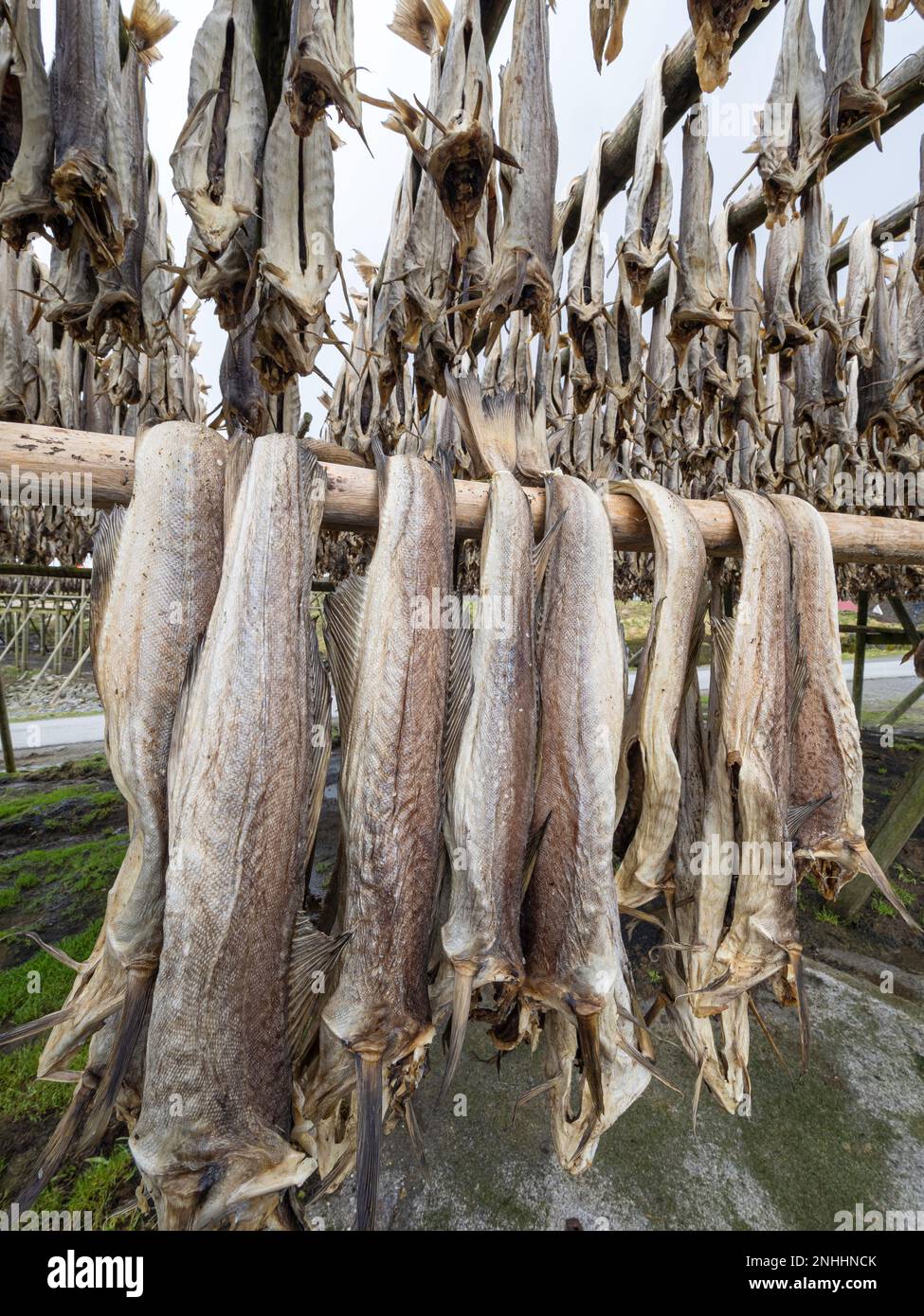 Kabeljau, der auf Regalen getrocknet wird, wird in der Stadt reine, Moskenesøya, im Archipel der Lofoten, Norwegen, zu Fischbestand. Stockfoto