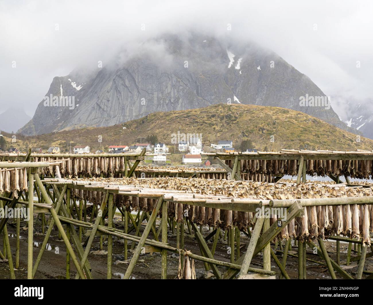 Kabeljau, der auf Regalen getrocknet wird, wird in der Stadt reine, Moskenesøya, im Archipel der Lofoten, Norwegen, zu Fischbestand. Stockfoto