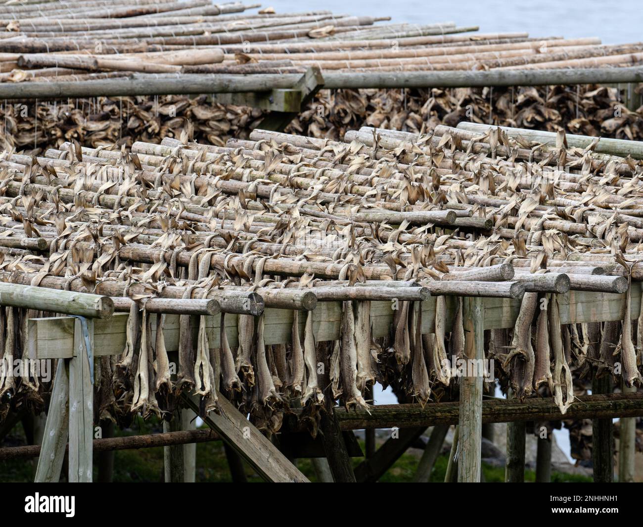 Kabeljau, der auf Regalen getrocknet wird, wird in der Stadt reine, Moskenesøya, im Archipel der Lofoten, Norwegen, zu Fischbestand. Stockfoto