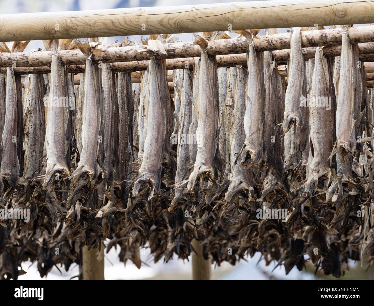 Kabeljau, der auf Regalen getrocknet wird, wird in der Stadt reine, Moskenesøya, im Archipel der Lofoten, Norwegen, zu Fischbestand. Stockfoto