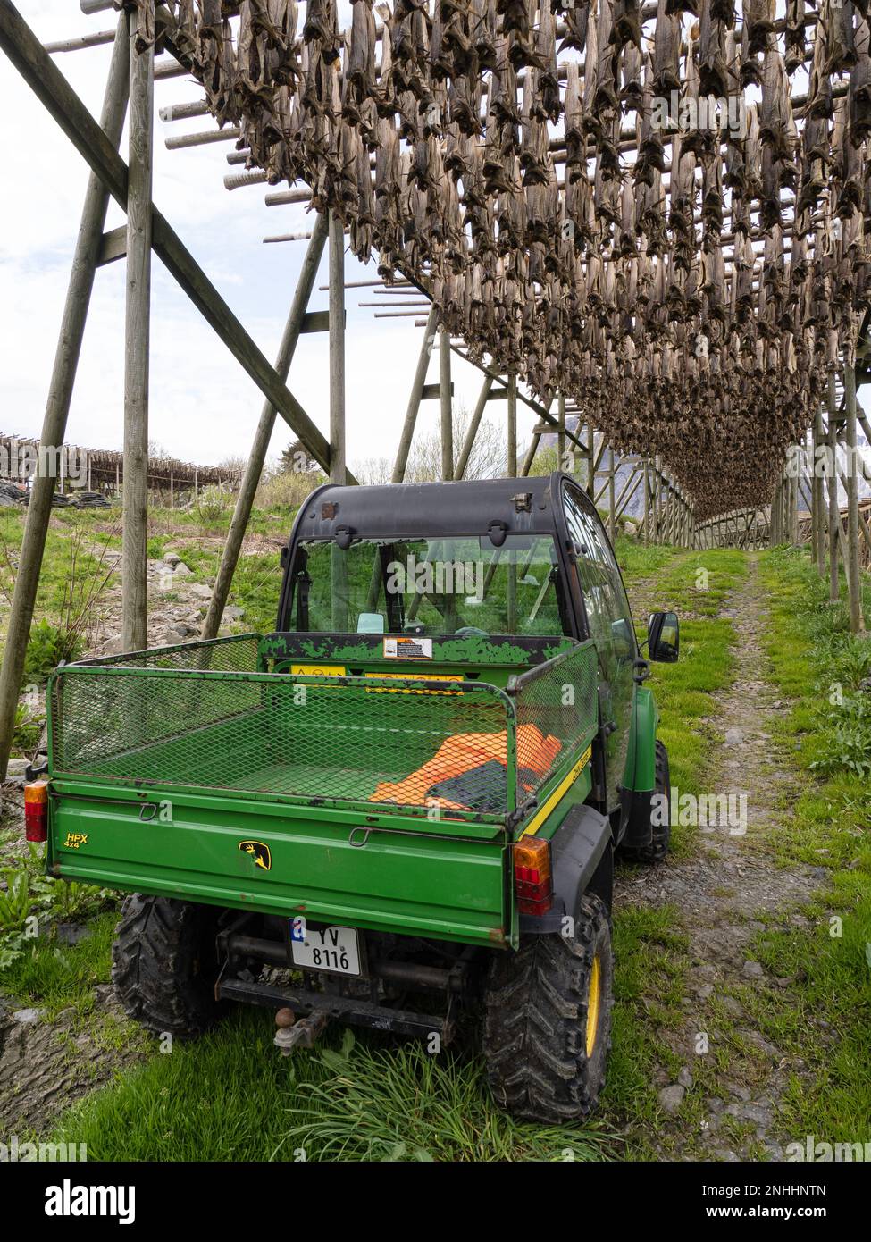 Kabeljau, der auf Regalen getrocknet wird, wird in der Stadt reine, Moskenesøya, im Archipel der Lofoten, Norwegen, zu Fischbestand. Stockfoto