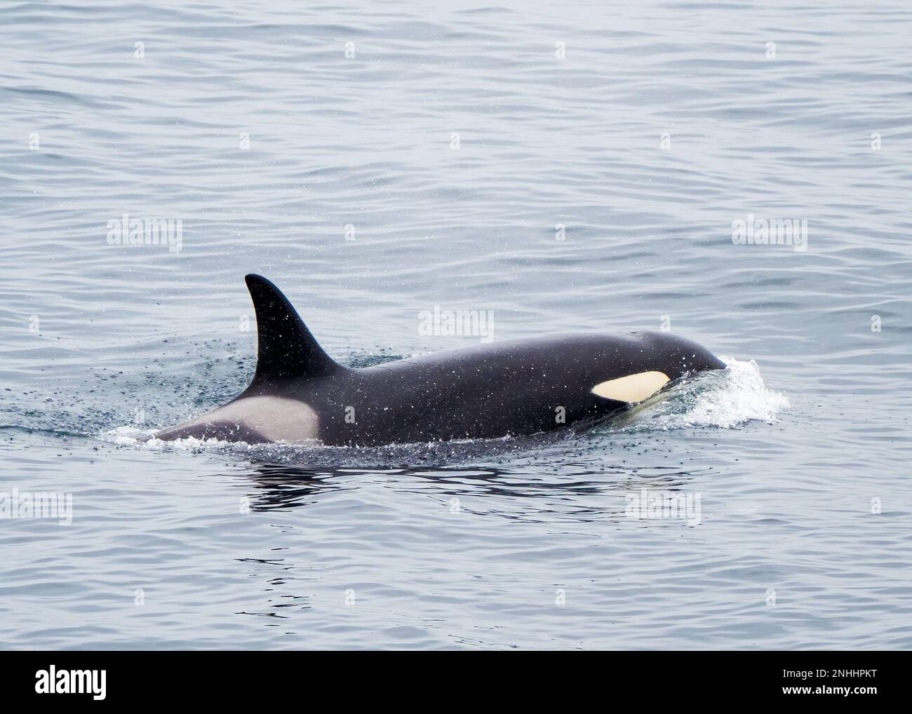 Atlantischer Killerwal, Orcinus Orca, taucht nördlich von Tromso, Norwegen auf. Stockfoto
