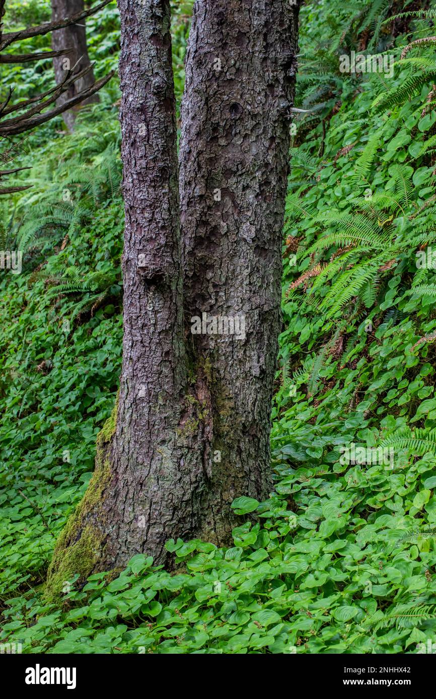 Sitka Spruce, Picea sitchensis, mit der falschen Lily of the Valley hinter Shi Beach im Olympic National Park, Washington State, USA Stockfoto