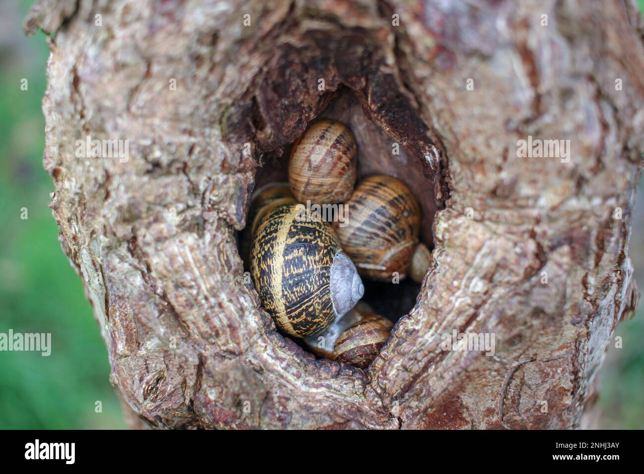 Schnecken in einem Loch in einem Baum in meinem Obstgarten Stockfoto