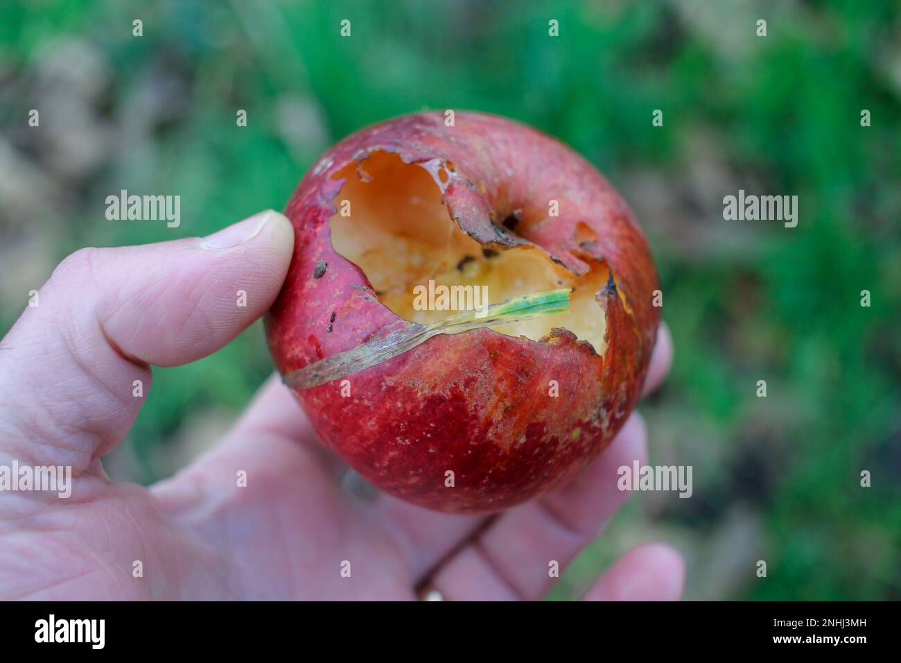 Roter Apfel, halb gefressen von Schnecken in meinem Obstgarten Stockfoto