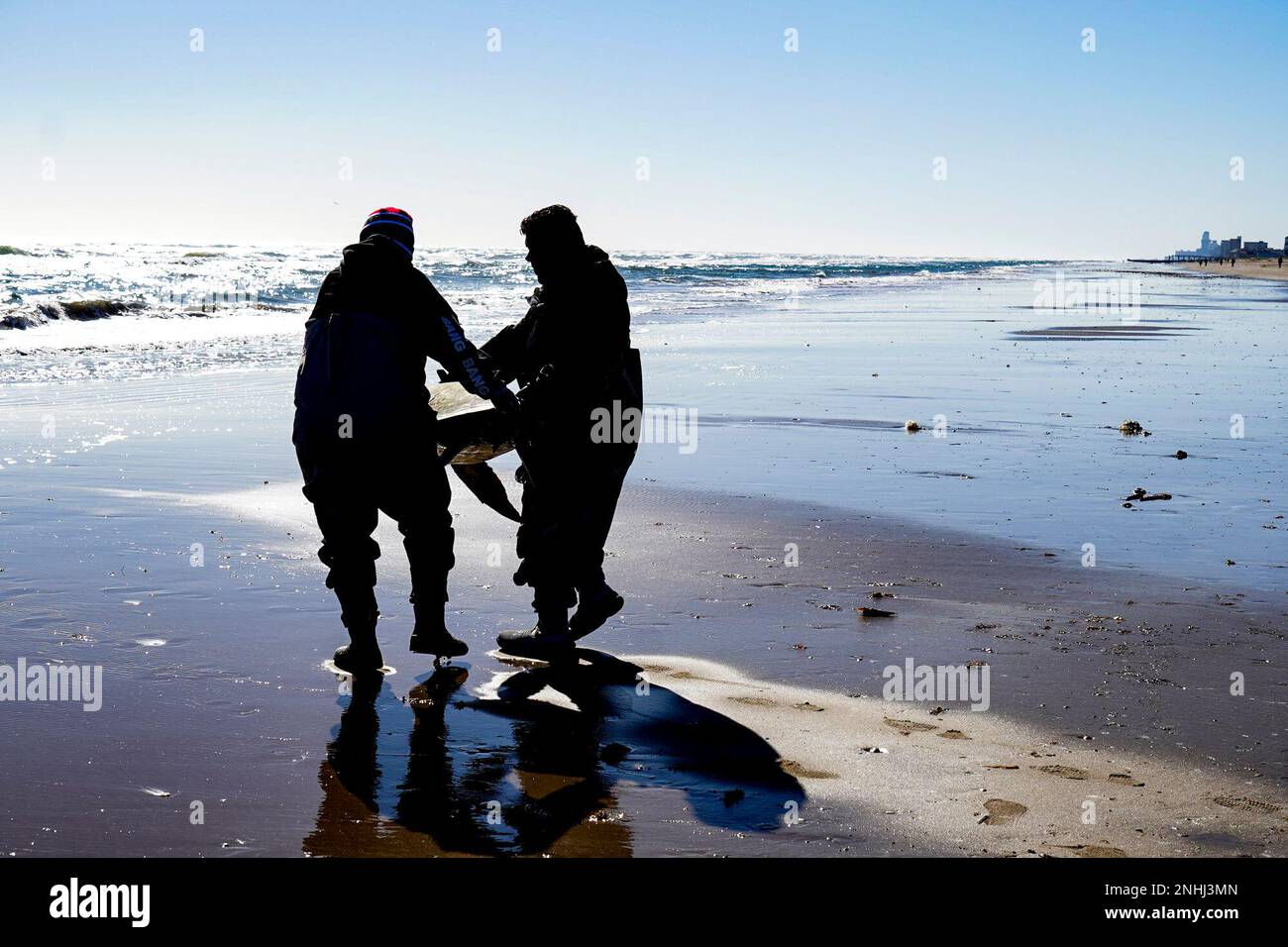Volunteers Capt. T.J. Reyna and Bart Perez shoulder the weight of large sea turtle out to the Gulf of Mexico Tuesday, Dec. 27, 2022, during a public release by Sea Turtle, Inc. of 160 sea turtles recovered from the recent cold-stun event at Cameron County Beach #4 on South Padre Island, Texas. Volunteers and staff rescued the sea turtles from the Laguna Madre-area, after an arctic front hit Texas last week. (Denise Cathey/The Brownsville Herald via AP) Stockfoto