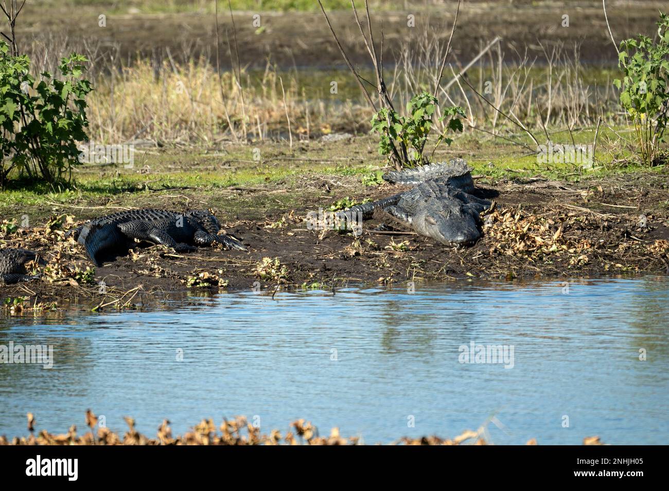 Amerikanische Alligatoren genießen die Hitze der Sonne am Ufer des Sees in Florida. Stockfoto