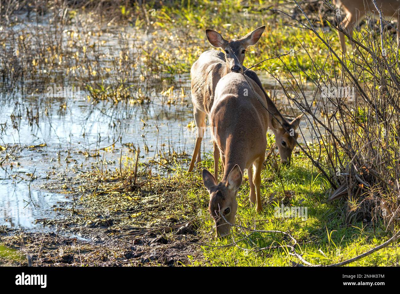 Key Deer im natürlichen Lebensraum im Florida State Park. Stockfoto