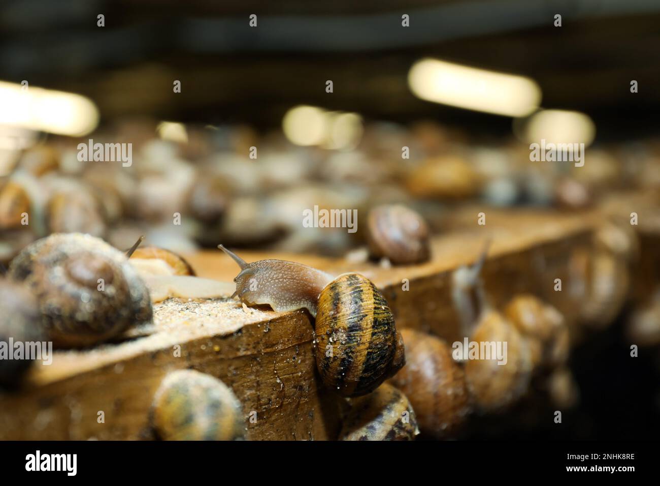 Viele Schnecken krabbeln drinnen auf einem Holzstand, Nahaufnahme Stockfoto