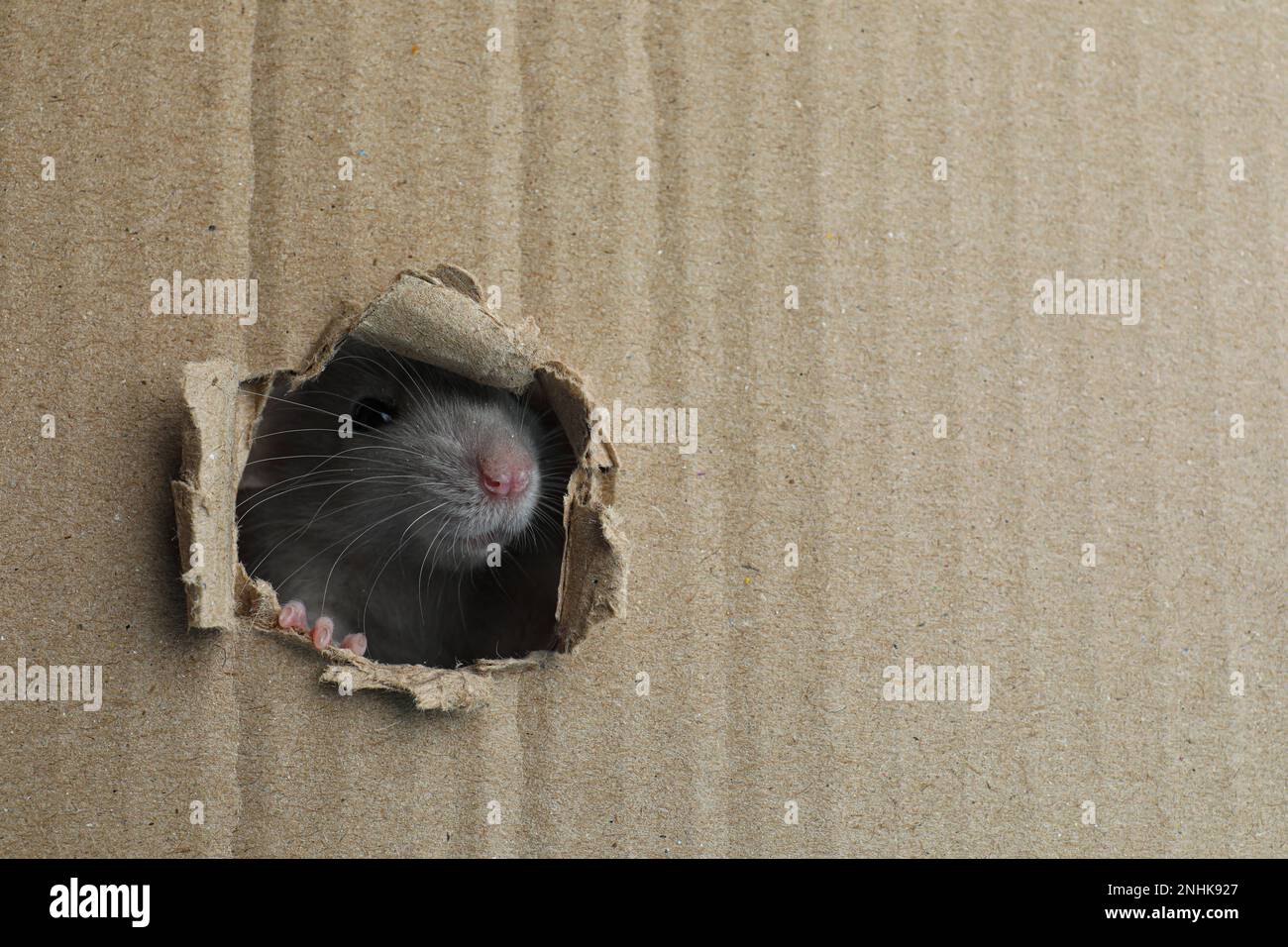 Süße Ratte, die durch ein Loch in einem Papptuch schaut. Platz für Text Stockfoto