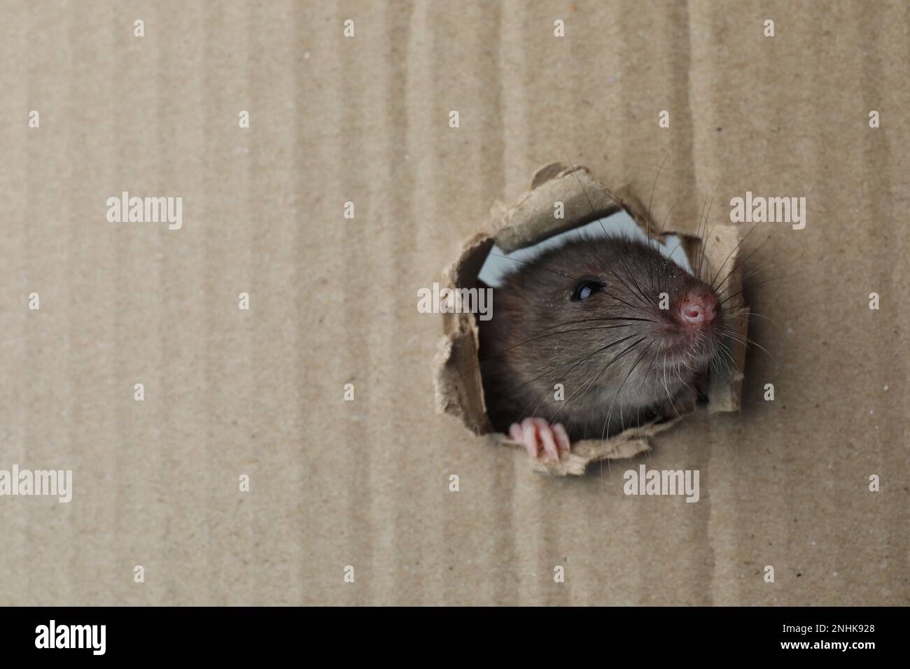 Süße Ratte, die durch ein Loch in einem Papptuch schaut. Platz für Text Stockfoto