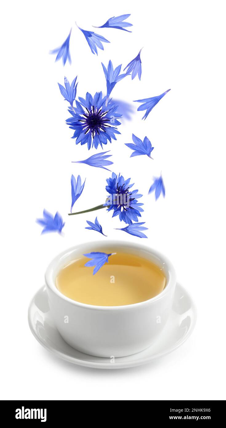 Wunderschöne, zarte, blaue Kornblumenblätter, die in eine Tasse Tee auf weißem Hintergrund fallen Stockfoto