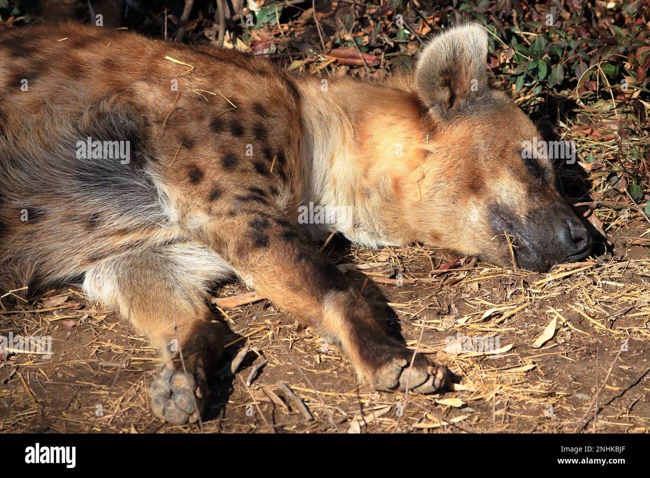 Schlafende Gefleckte Hyena Stockfoto