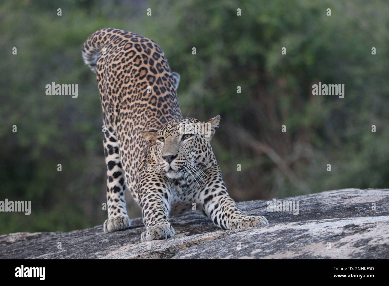 Sri-lankische Leoparden in freier Wildbahn. Besuchen Sie Sri Lanka. Stockfoto