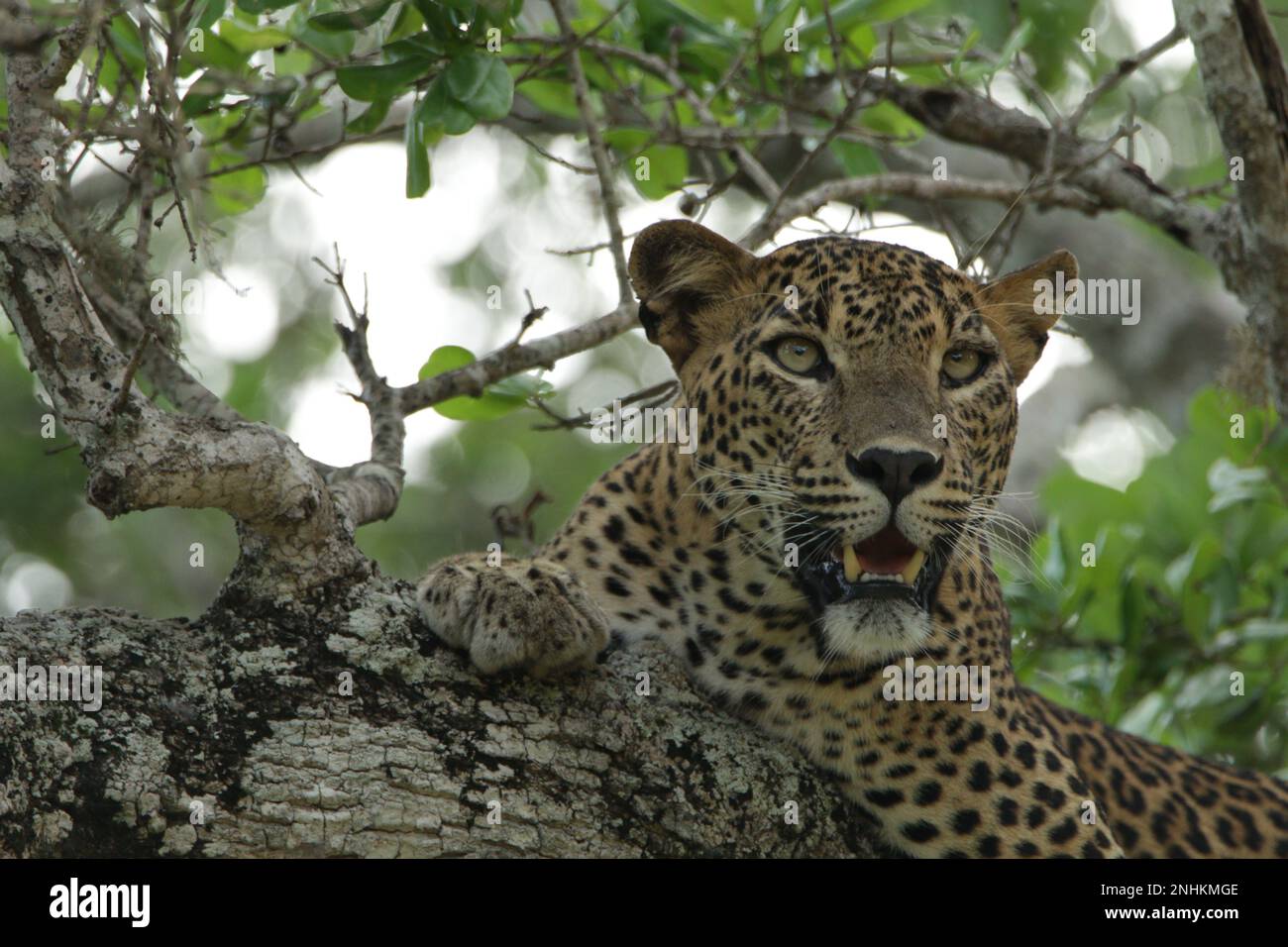 Sri-lankische Leoparden in freier Wildbahn. Besuchen Sie Sri Lanka. Stockfoto