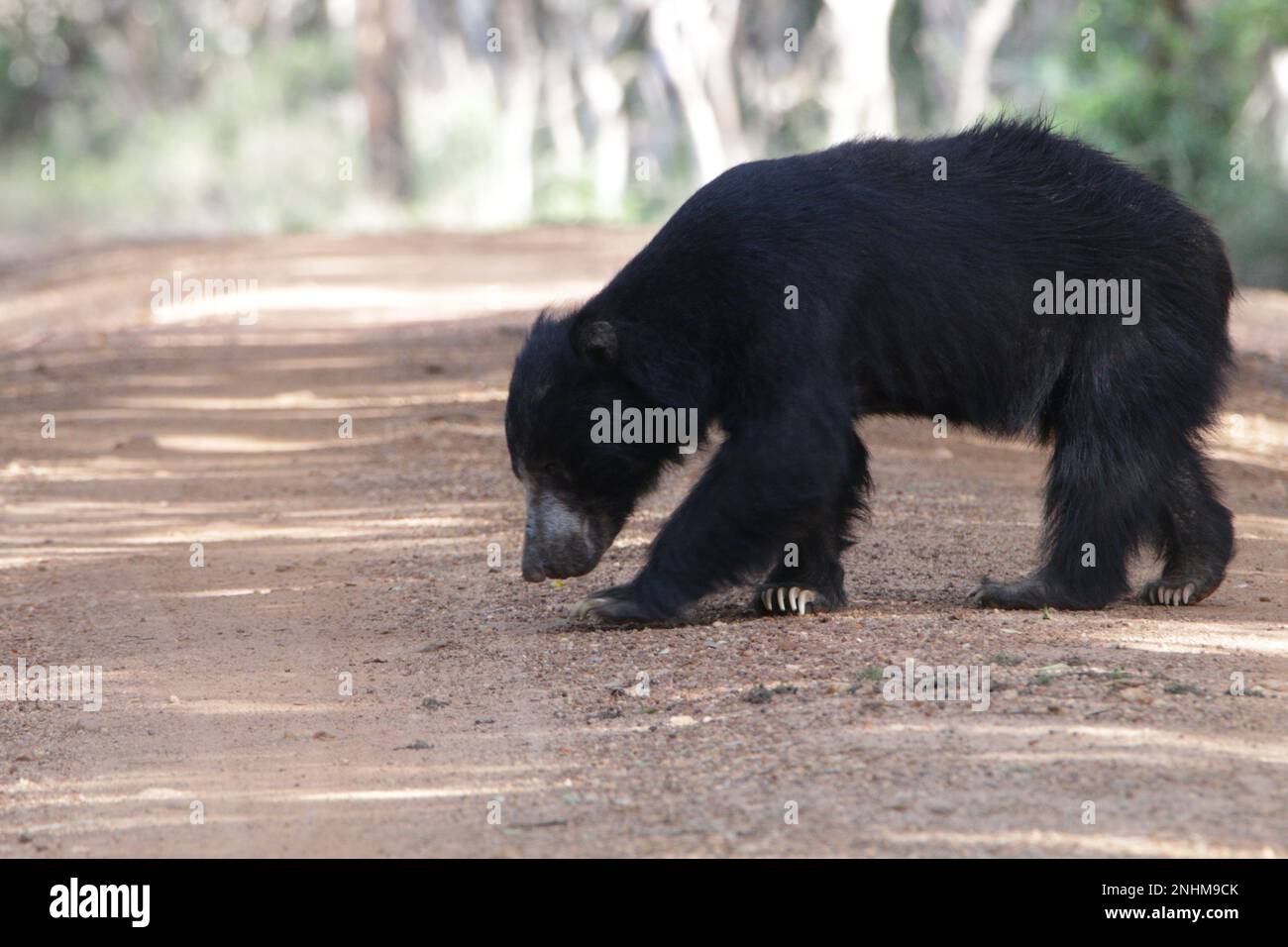 Faulbär in der Wildnis, Sri Lanka. Stockfoto