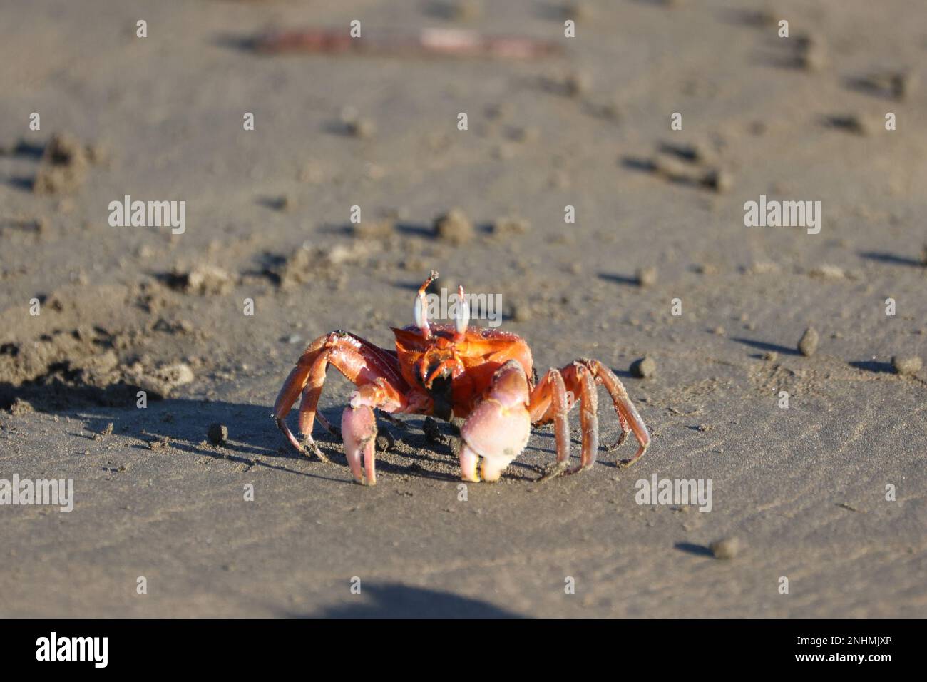 Eine Krabbe am Strand, die Sand isst Stockfoto