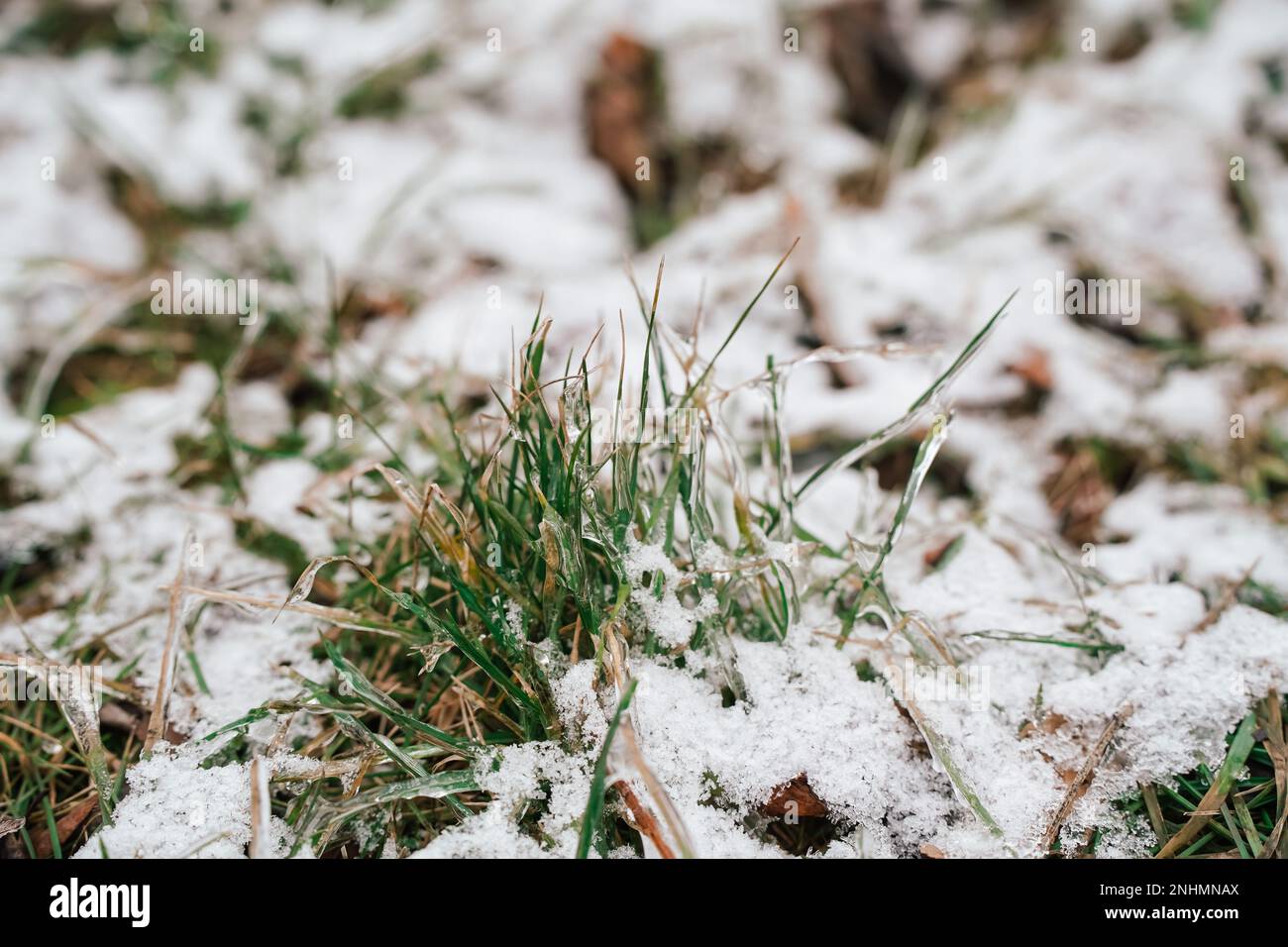 Nahaufnahme von Gras gefroren aufgrund von eiskaltem Regen und kaltem Wetter Stockfoto