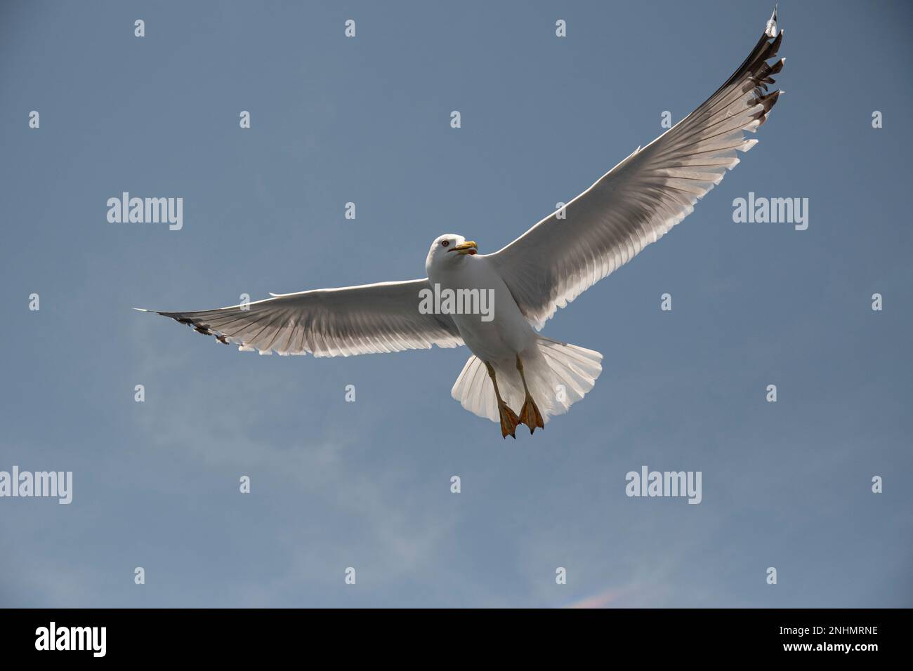 Möwe im Flug Stockfoto
