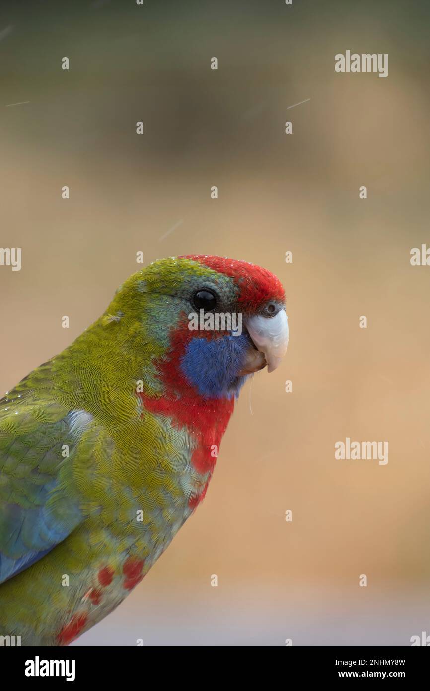 Die farbenfrohe Rosa Rosella Stockfoto