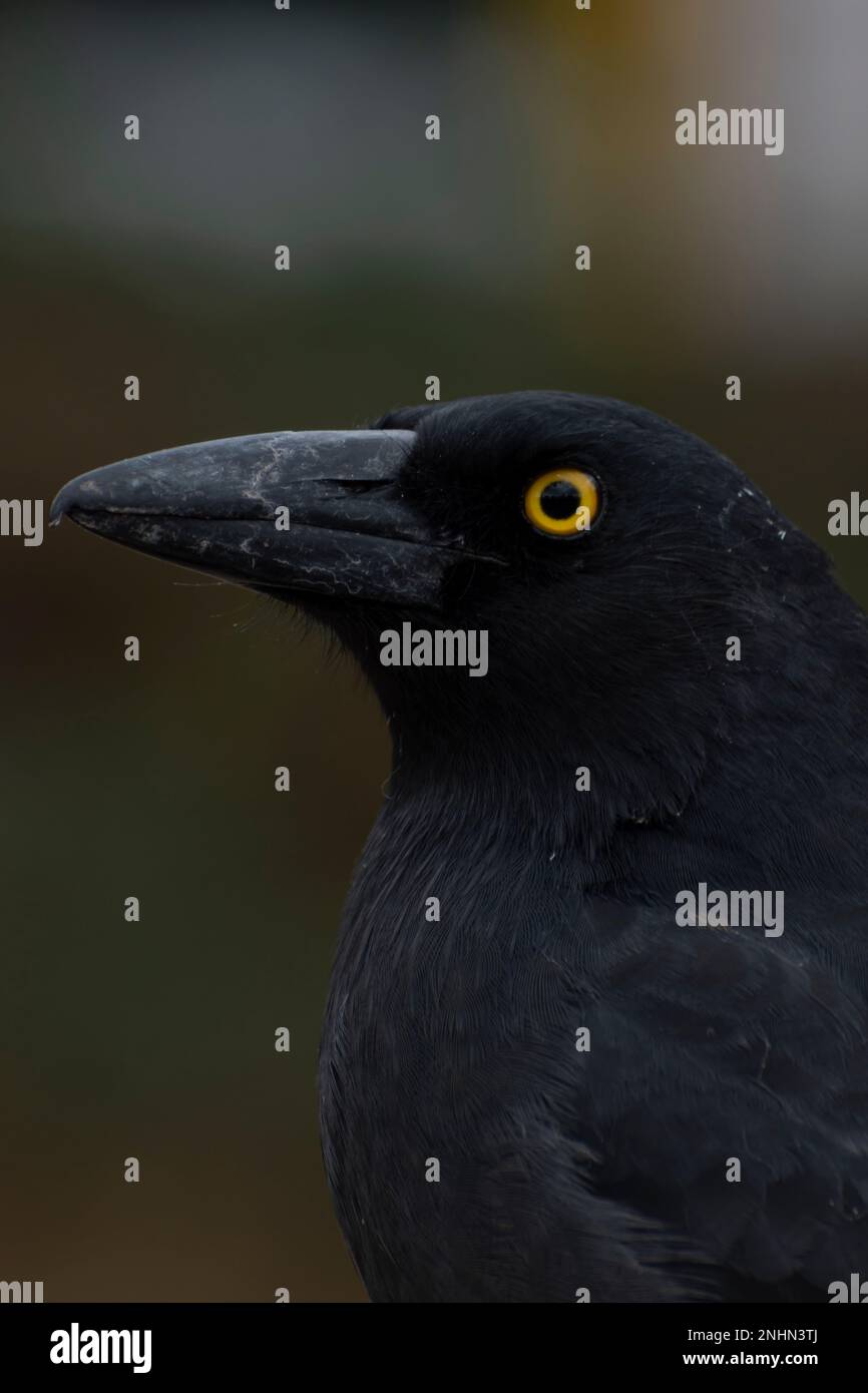 Pied Currawong ist ein wunderschöner Vogel. Stockfoto