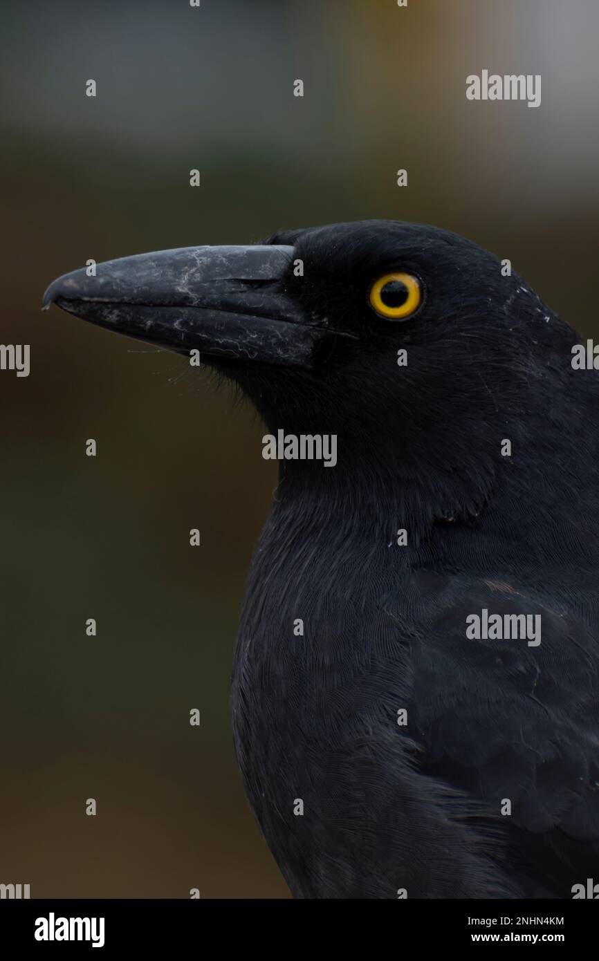 Pied Currawong ist ein wunderschöner Vogel. Stockfoto