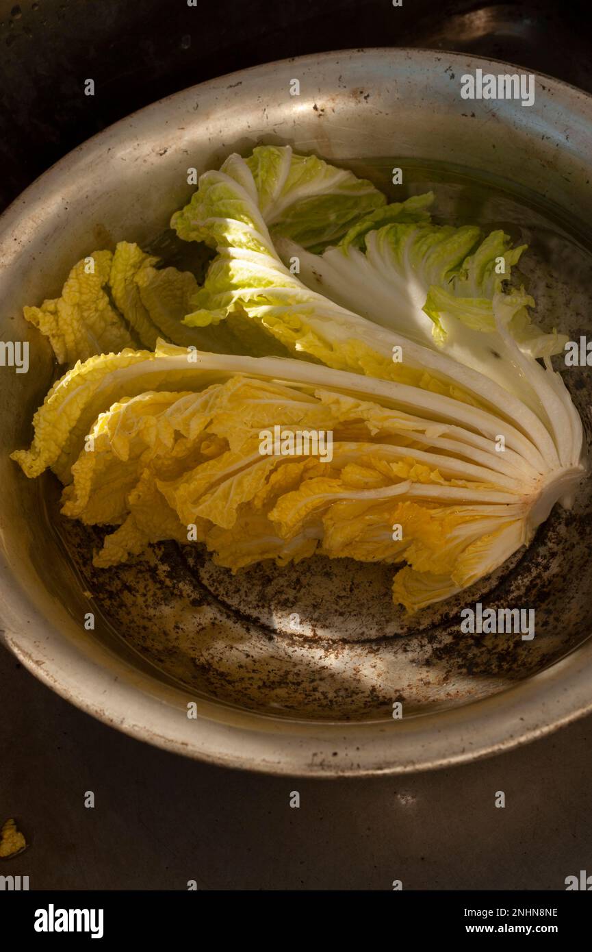 Reinigung von hausgemachtem napakohl, oder Hakusai, zum Einsammeln, Yokohama, Japan. Stockfoto
