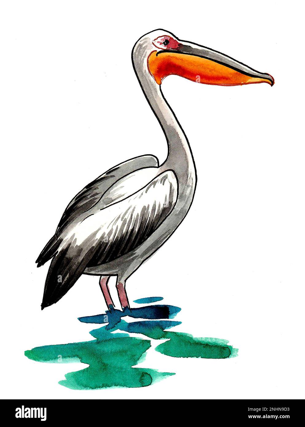 Pelikanvogel steht im grünen Wasser. Tinte und Aquarellzeichnung Stockfoto