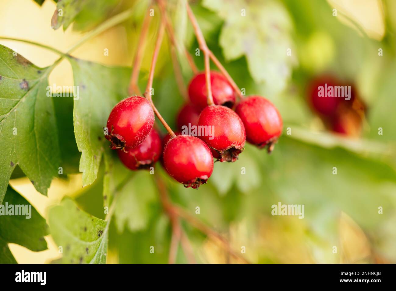 Crataegus monogyna (Weißdorn)-Beeren Stockfoto