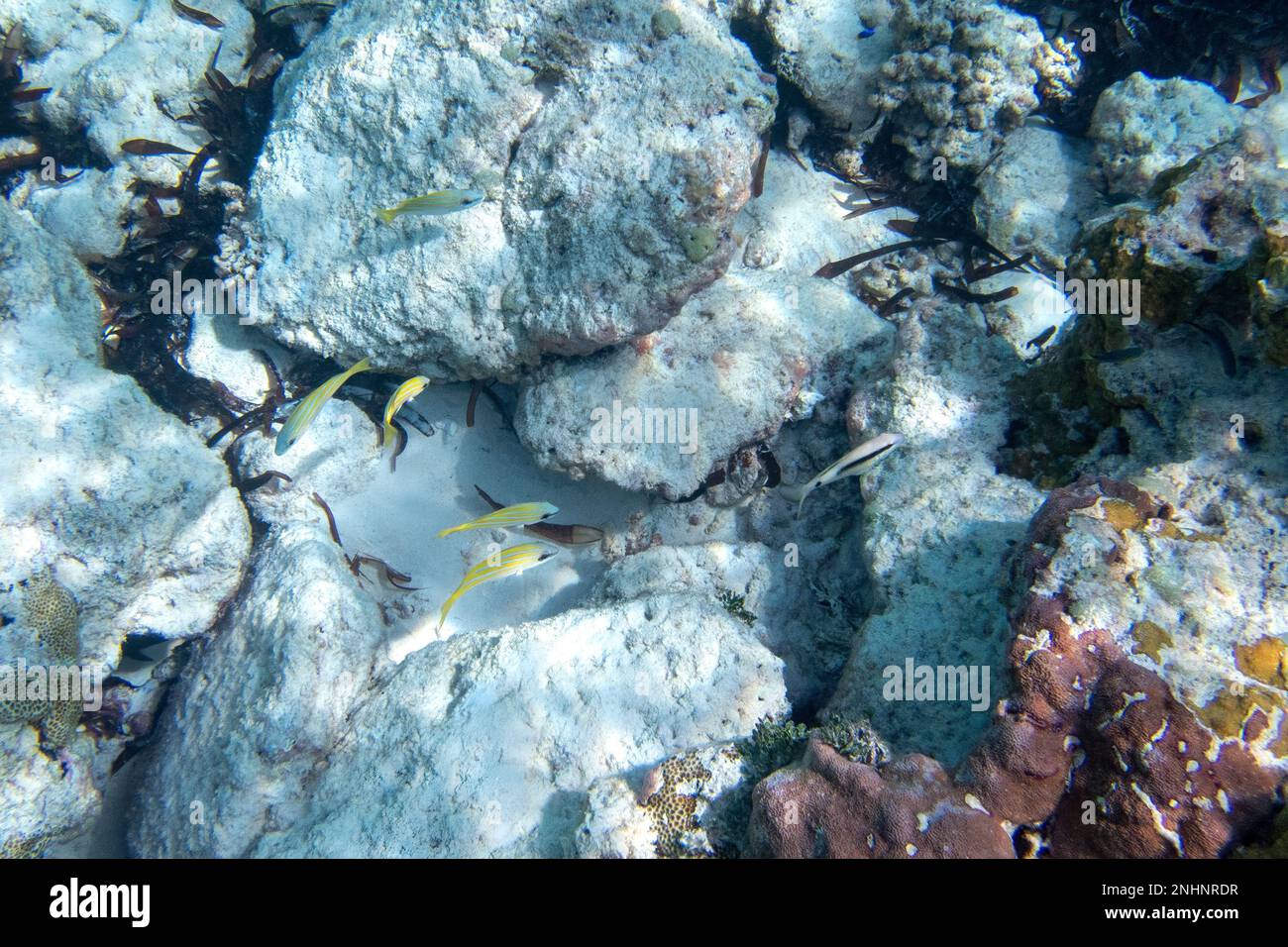 Fish and Coral auf Assumption Island, Seychellen Stockfoto