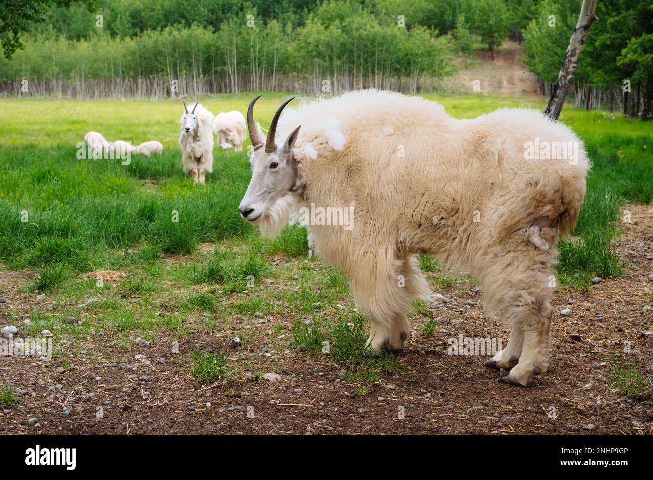 Bergziegen im Yukon Wildlife Preserve bei Whitehorse, Yukon Stockfoto