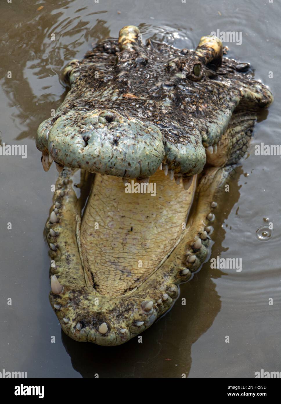 Krokodil mit offenem Mund lin das Wasser Stockfoto