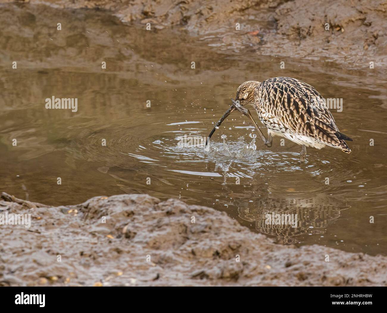 Ein kleiner eurasischer Curlew, hoch oben am Rand eines stillen Teiches Stockfoto