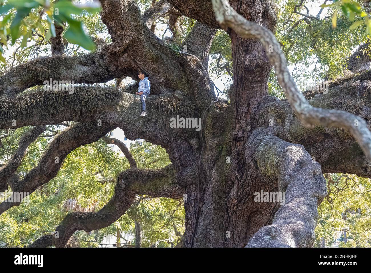 Ein Mädchen, das hoch oben auf einem Zweig von Treaty Oak sitzt, einem riesigen Wahrzeichen der südlichen Eiche im Zentrum von Jacksonville, Florida, im Jessie Ball DuPont Park. Stockfoto