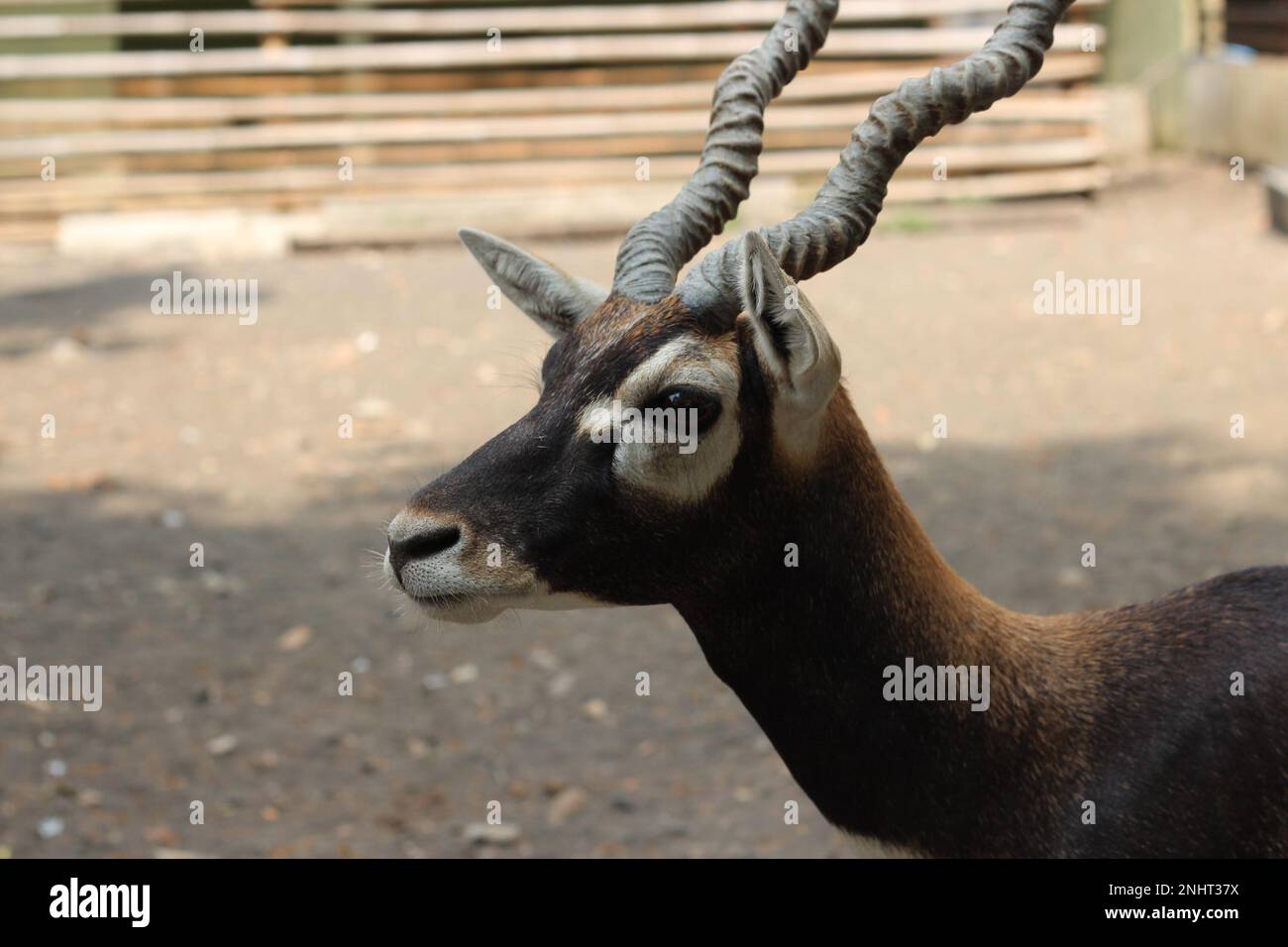 Blackbuck mit traurigen Augen Stockfoto