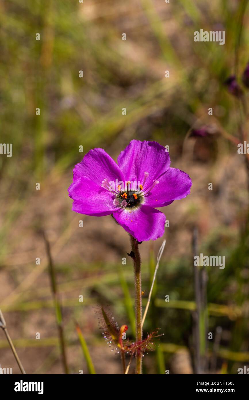 Einzelne Blume einer rosafarbenen Blütenform der Sundew Drosera cistiflora in der Nähe von Piketberg am Westkap von Südafrika Stockfoto
