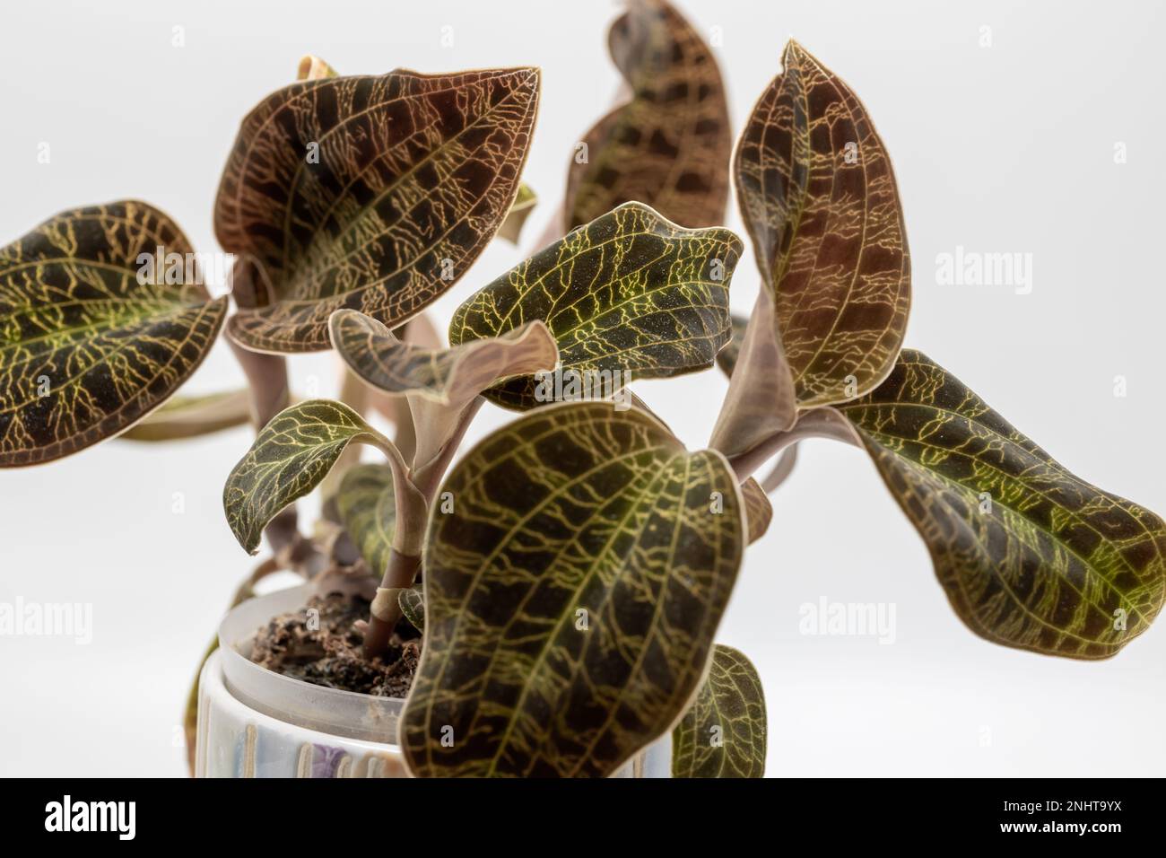 Vollformat-Makro-Studio-Aufnahme einer Blumentopf-Orchidee (Macodes petola), bekannt für ihre glitzernden goldenen Blattvenen, die Blitzschlag ähneln Stockfoto