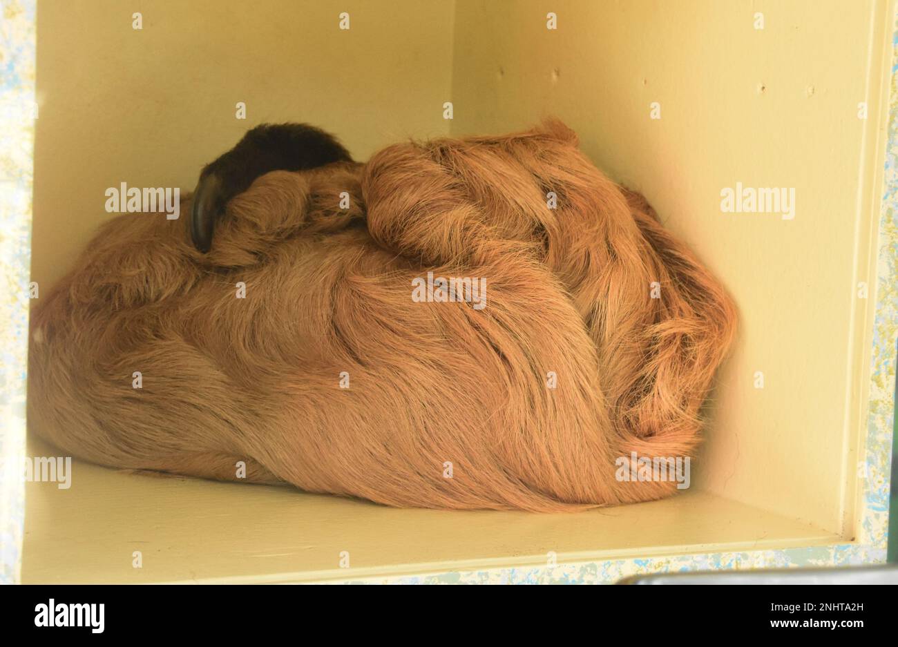 Los Angeles, Kalifornien, USA 20. Februar 2023 Sloth schläft am 20. Februar 2023 im LA Zoo in Los Angeles, Kalifornien, USA. Foto: Barry King/Alamy Stock Photo Stockfoto