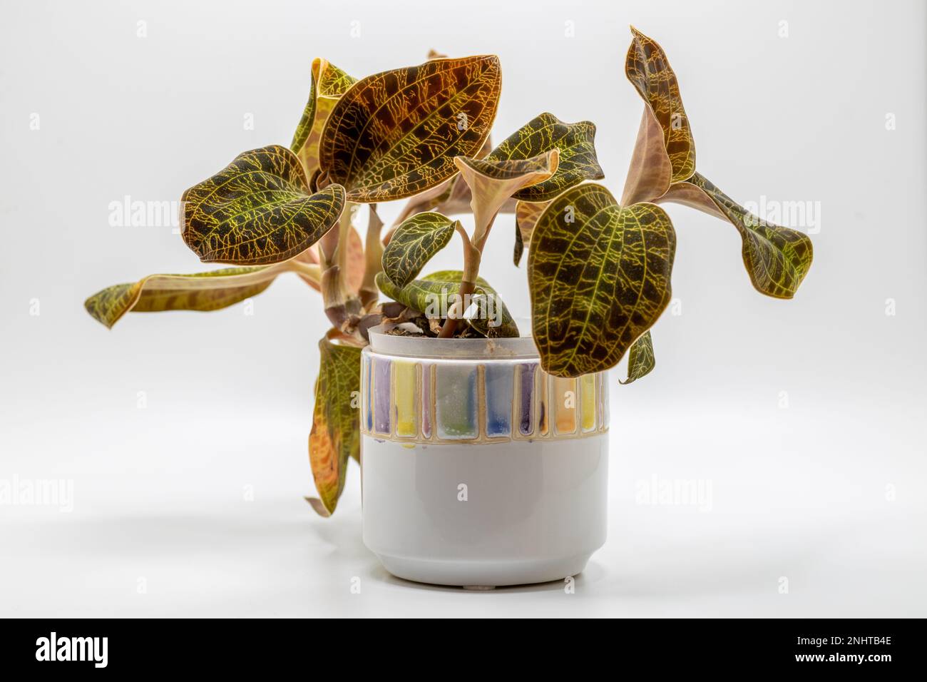 Vollformat-Makro-Studio-Aufnahme einer Blumentopf-Orchidee (Macodes petola), bekannt für ihre glitzernden goldenen Blattvenen, die Blitzschlag ähneln Stockfoto