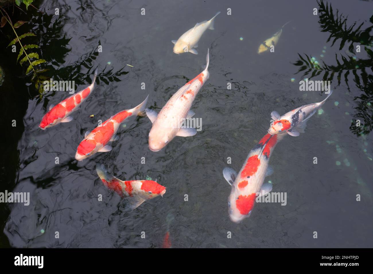 Japan Golden Fancy Karpfen und Koi Fische im Teich. Beliebte Haustiere
