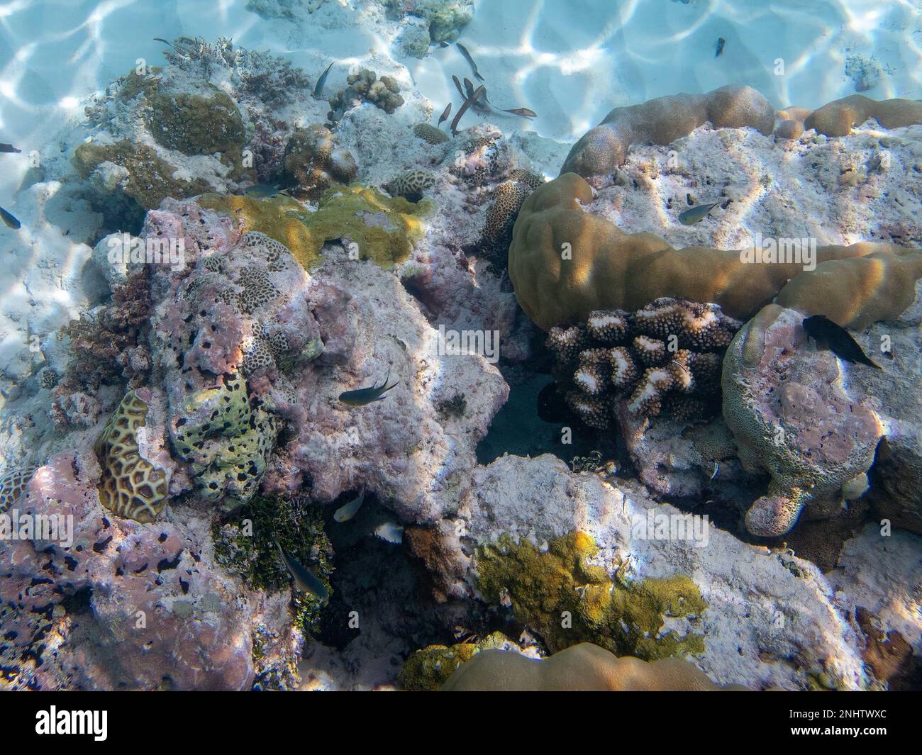 Fish and Coral auf Assumption Island, Seychellen Stockfoto