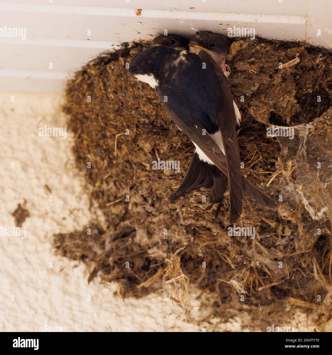 Haus Martin [ Delichon urbicum ] nistet unter Haustrassen, wobei Eltern 2 Küken füttern, die nach draußen schauen Stockfoto