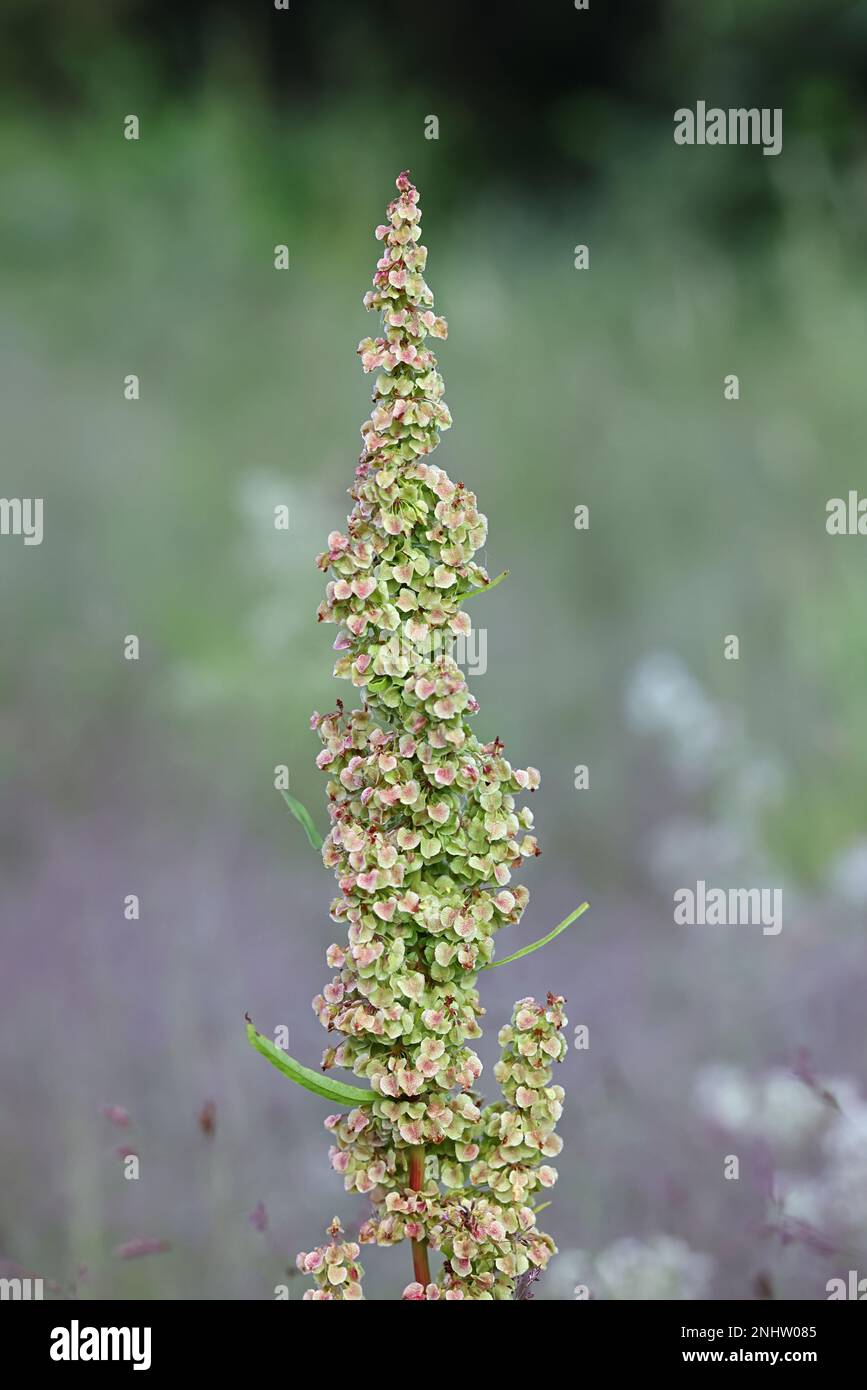 Northern Dock, Rumex longifolius, auch bekannt als Dooryard Dock, Wildpflanze aus Finnland Stockfoto